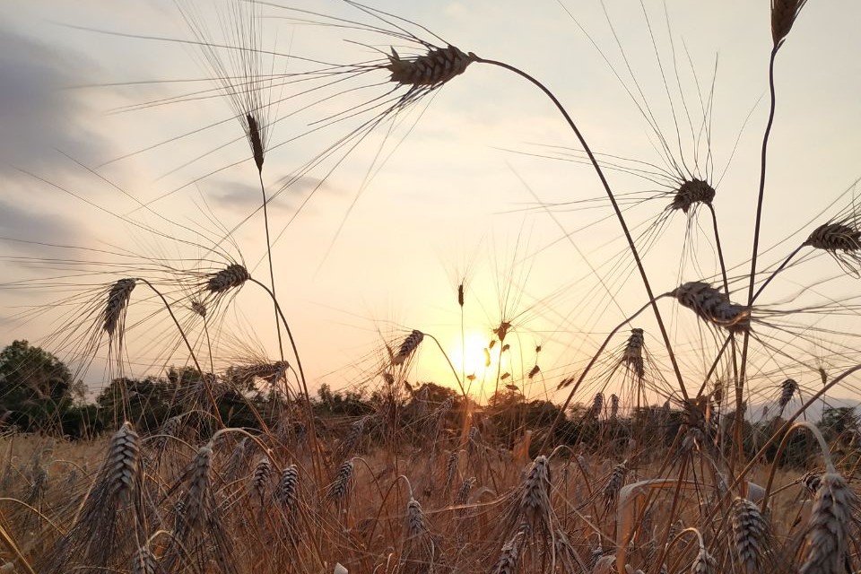 campo di grano al tramonto