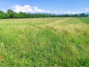 campo_fieno_1