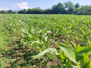 campo_mais_1