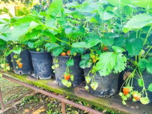 fragole_3