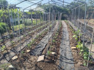 orto_pomodori_1