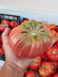 orto_pomodori_2